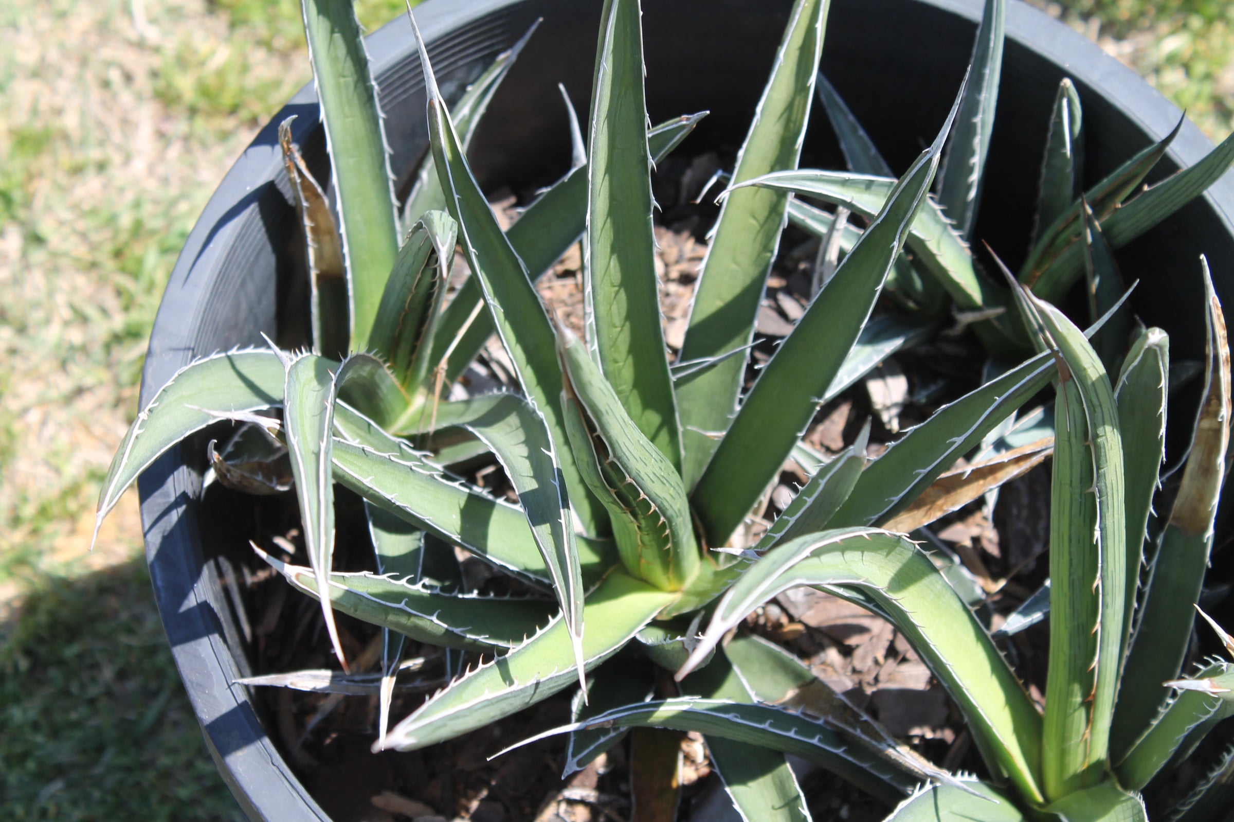mezcal 100 agave Mezcal Artesanal – Viamundi Spirits main image 0