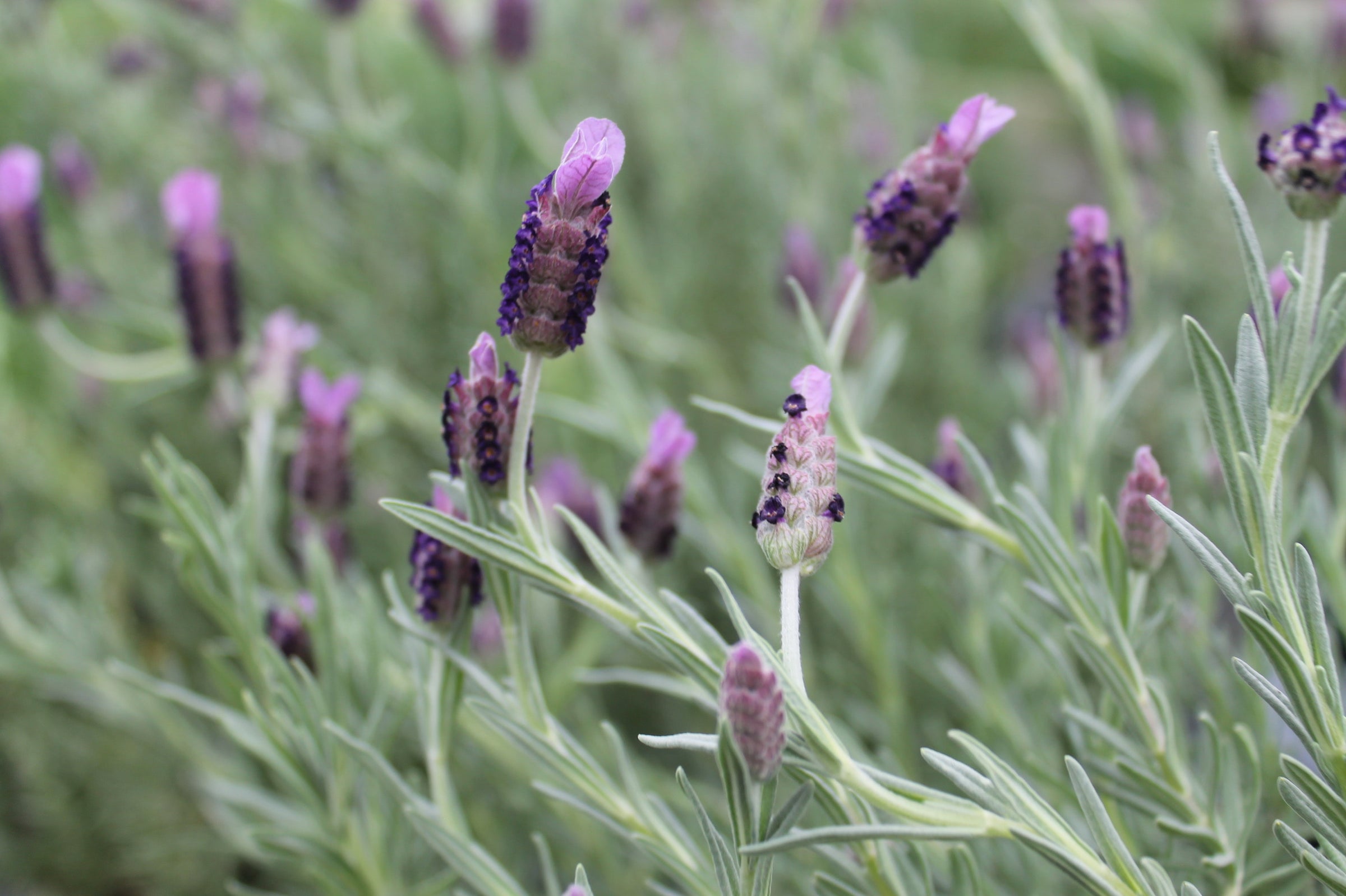Lavender, Otto Quast