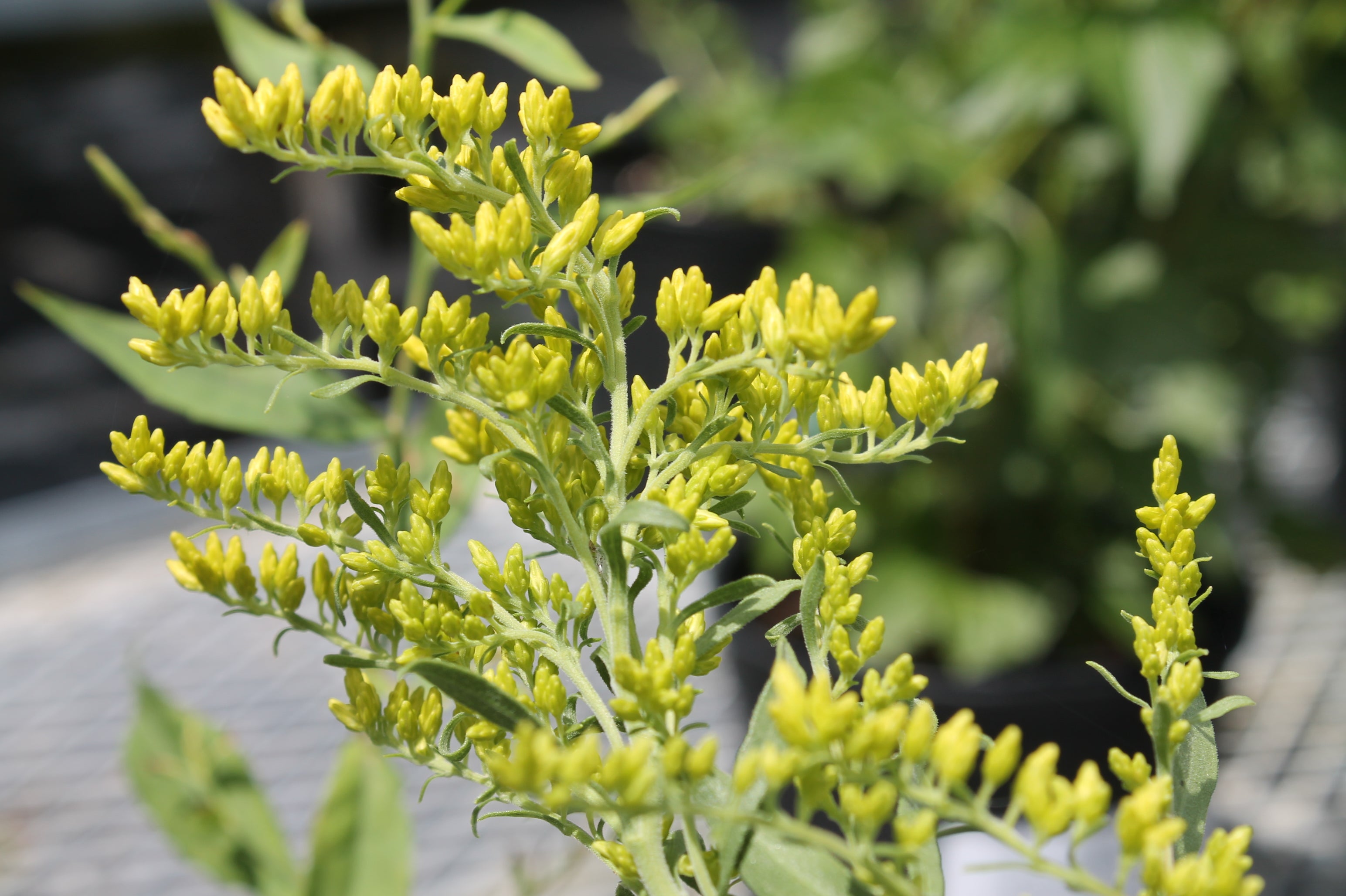 Goldenrod, Prairie | Painted Flower Farm