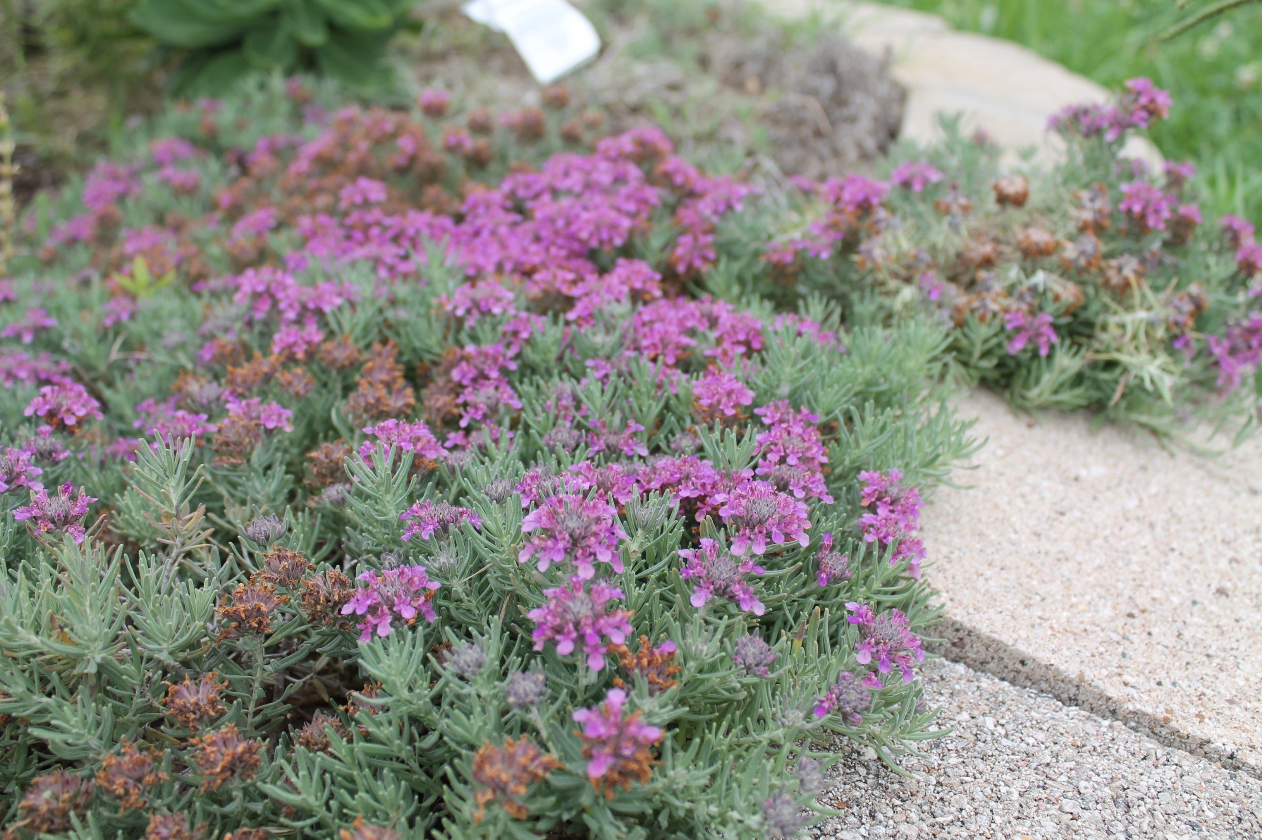 15+ Gray Plants Germander, Creeping Gray | Painted Flower Farm