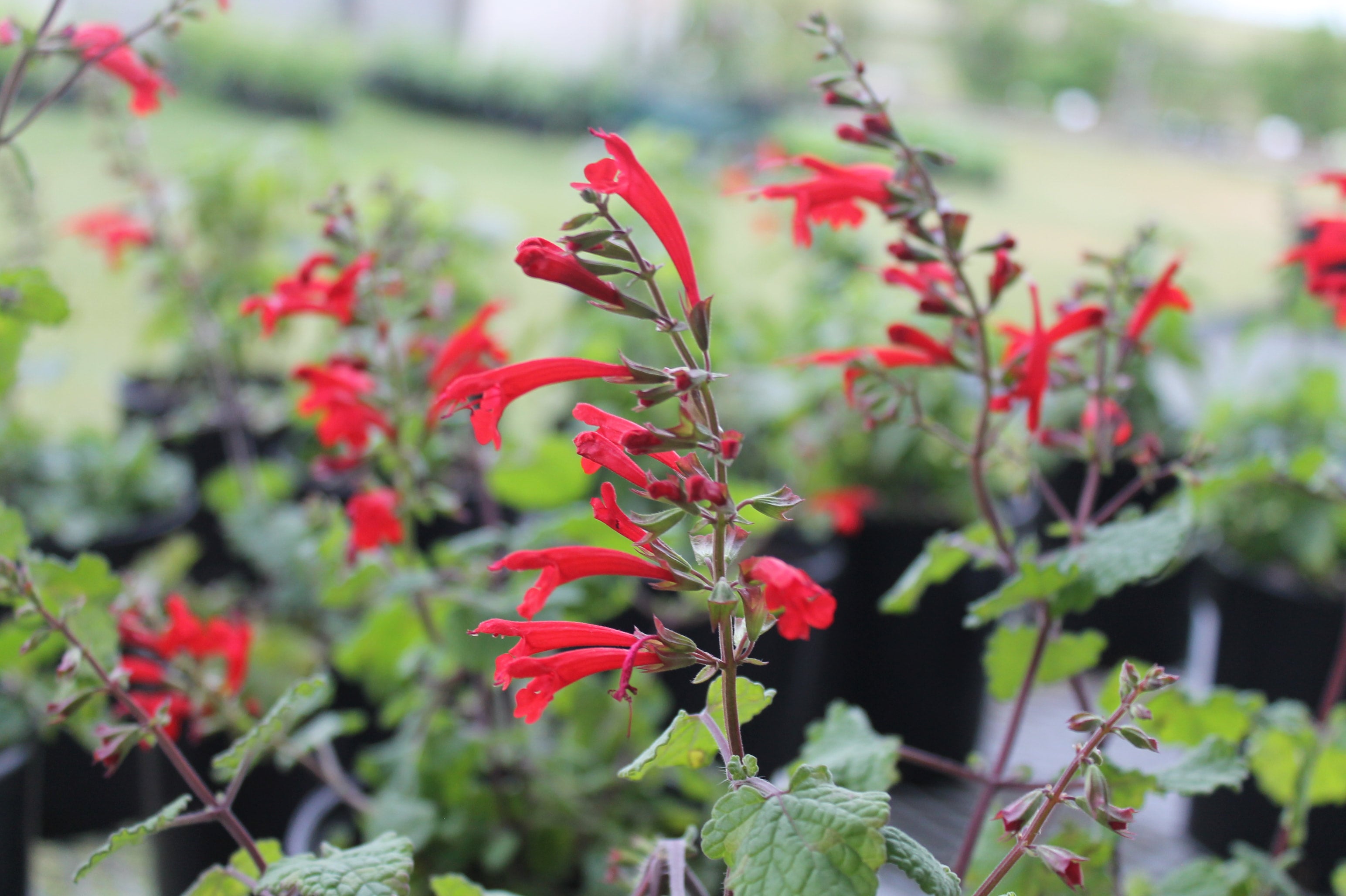 Sage, Cedar | Painted Flower Farm