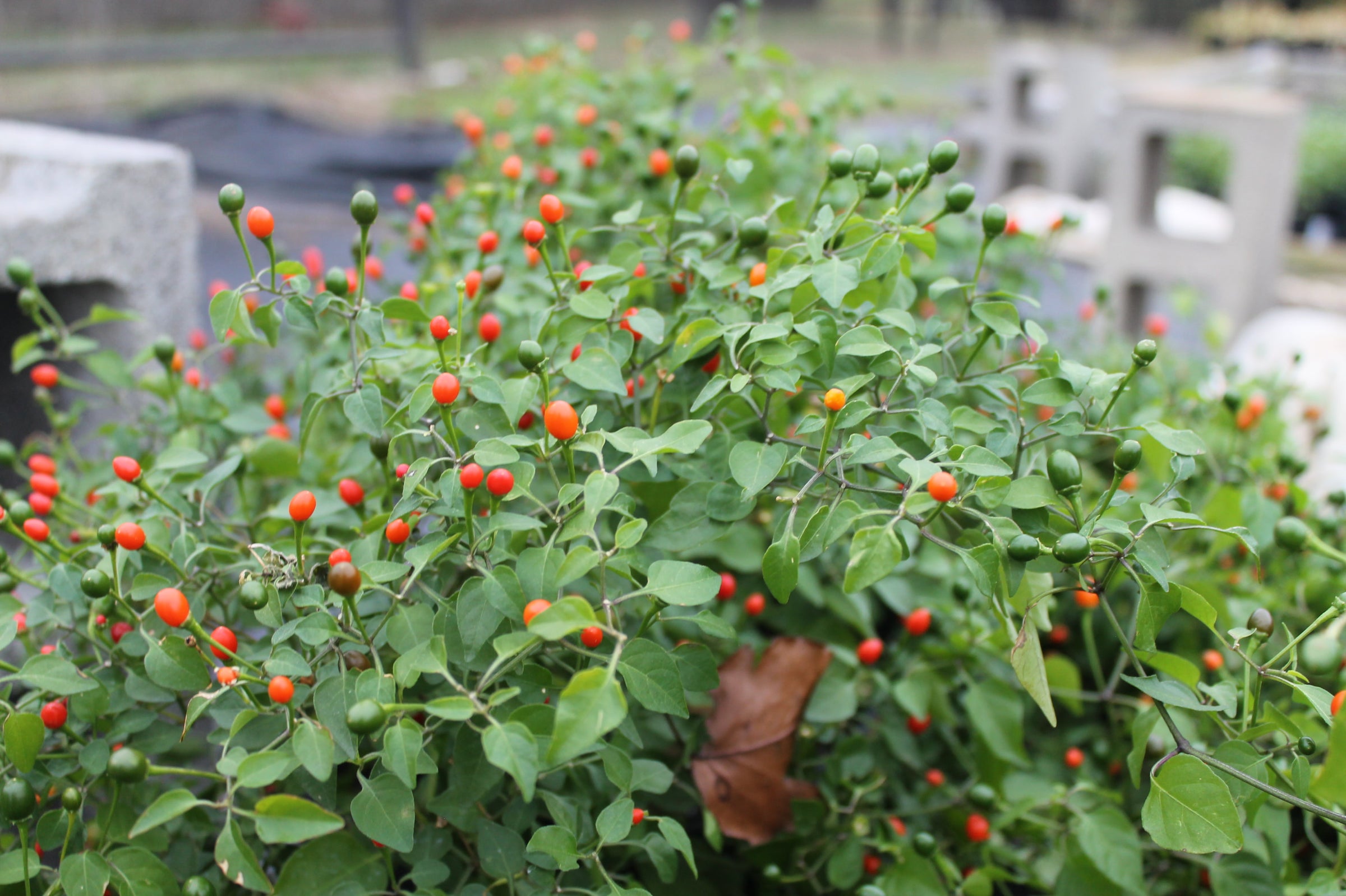 Chile Pequin | Painted Flower Farm