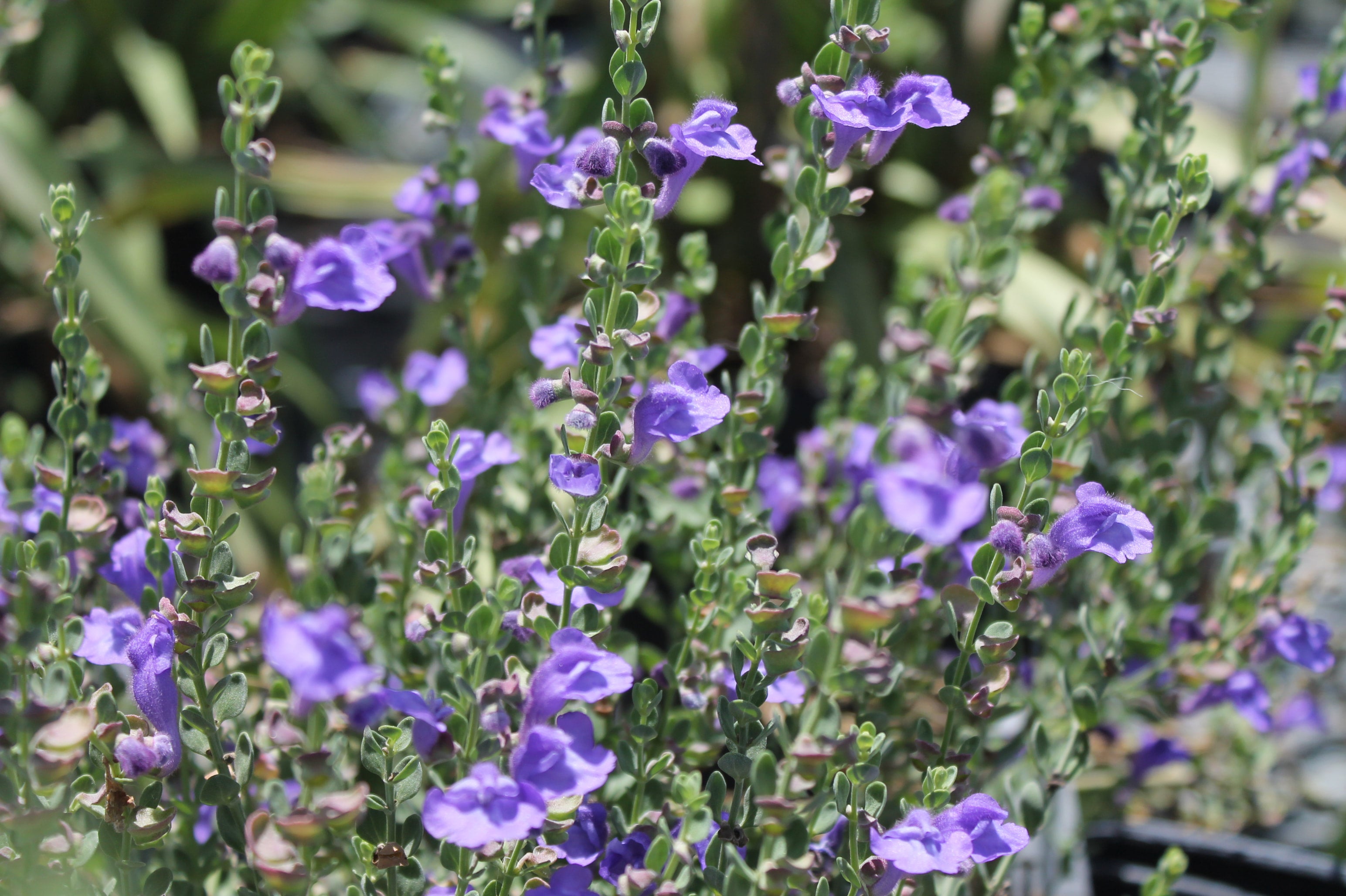 Skullcap, Wright's | Painted Flower Farm
