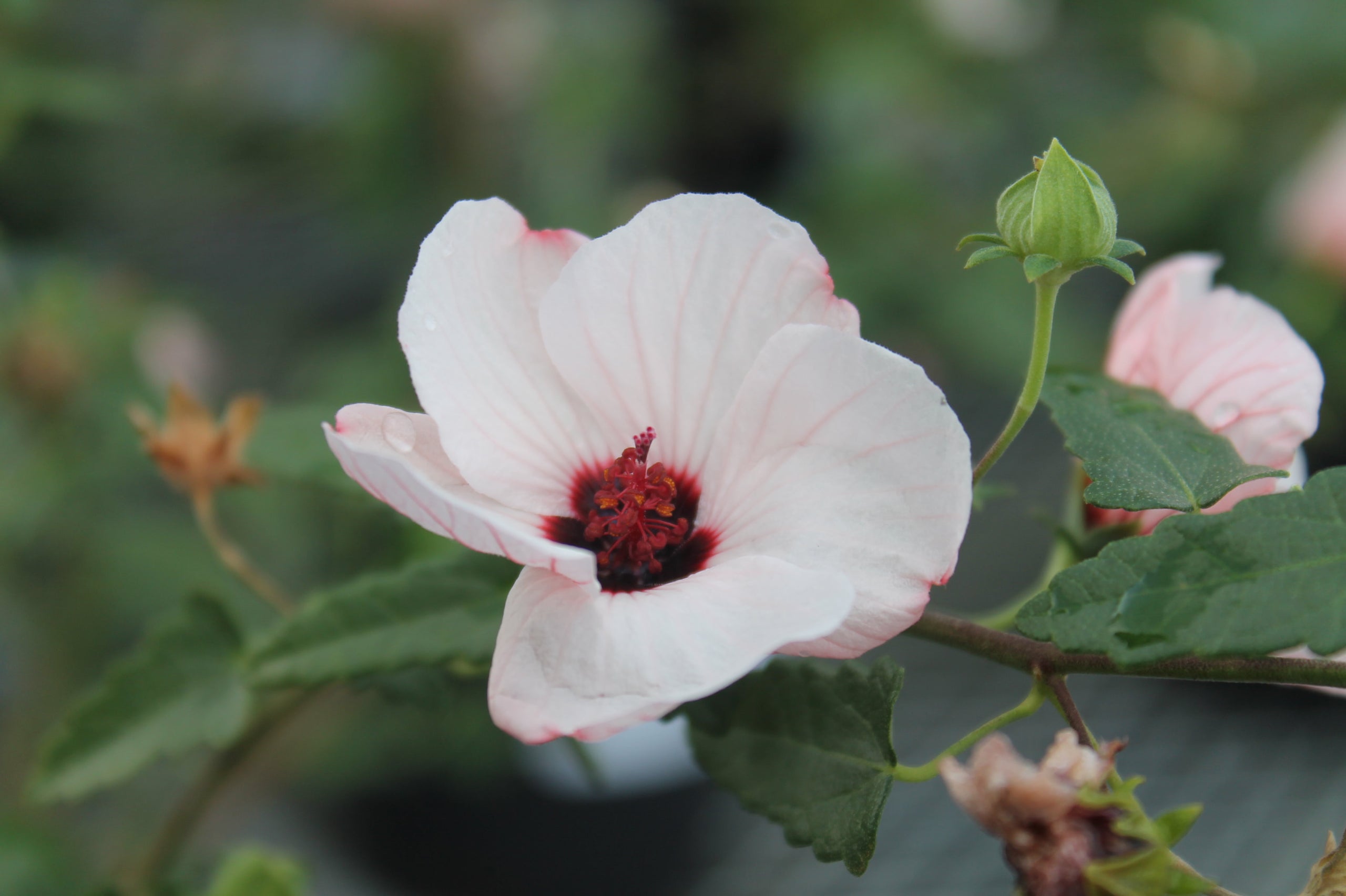 Rock Rose, Brazilian | Painted Flower Farm