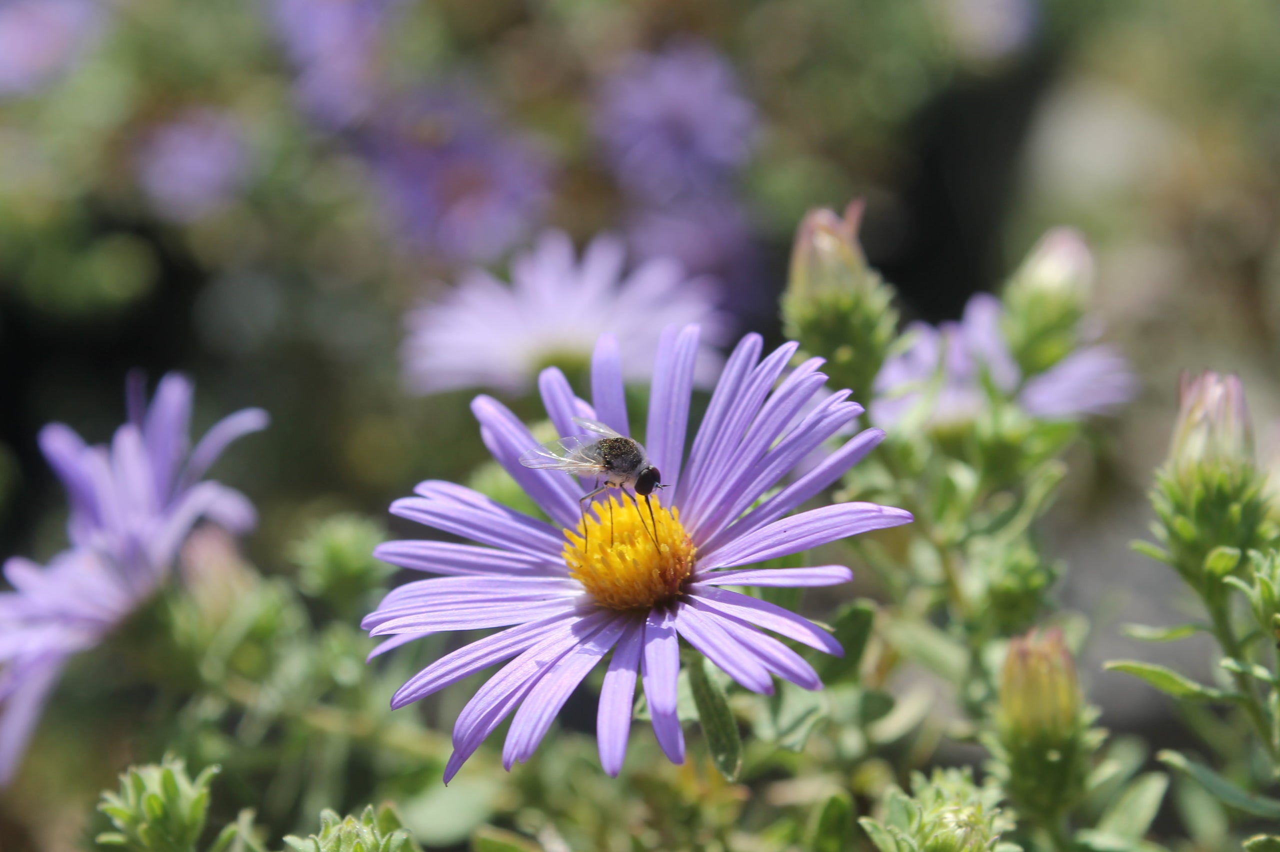 Aster Fall Aromatic