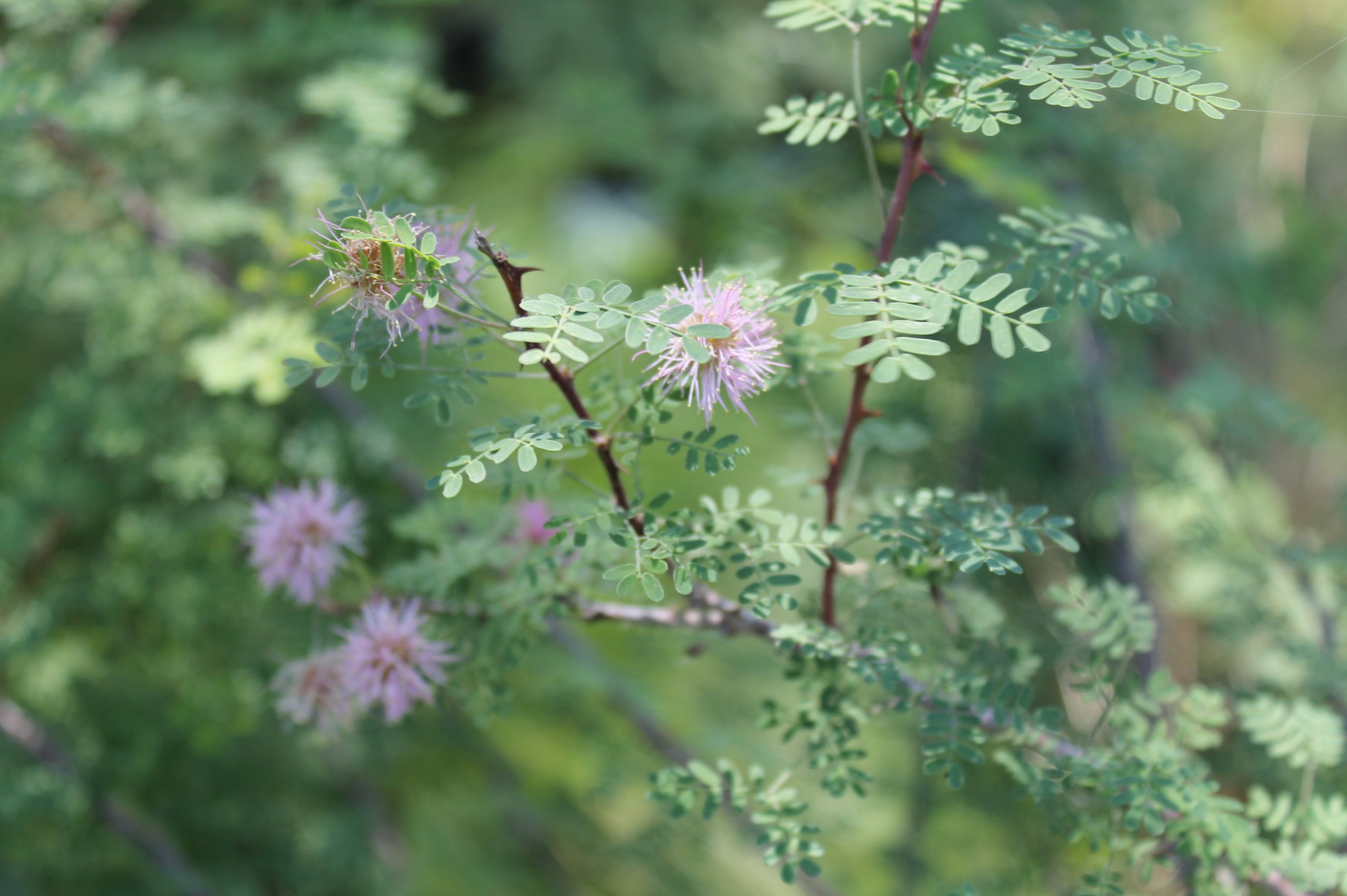 Mimosa, Fragrant | Painted Flower Farm