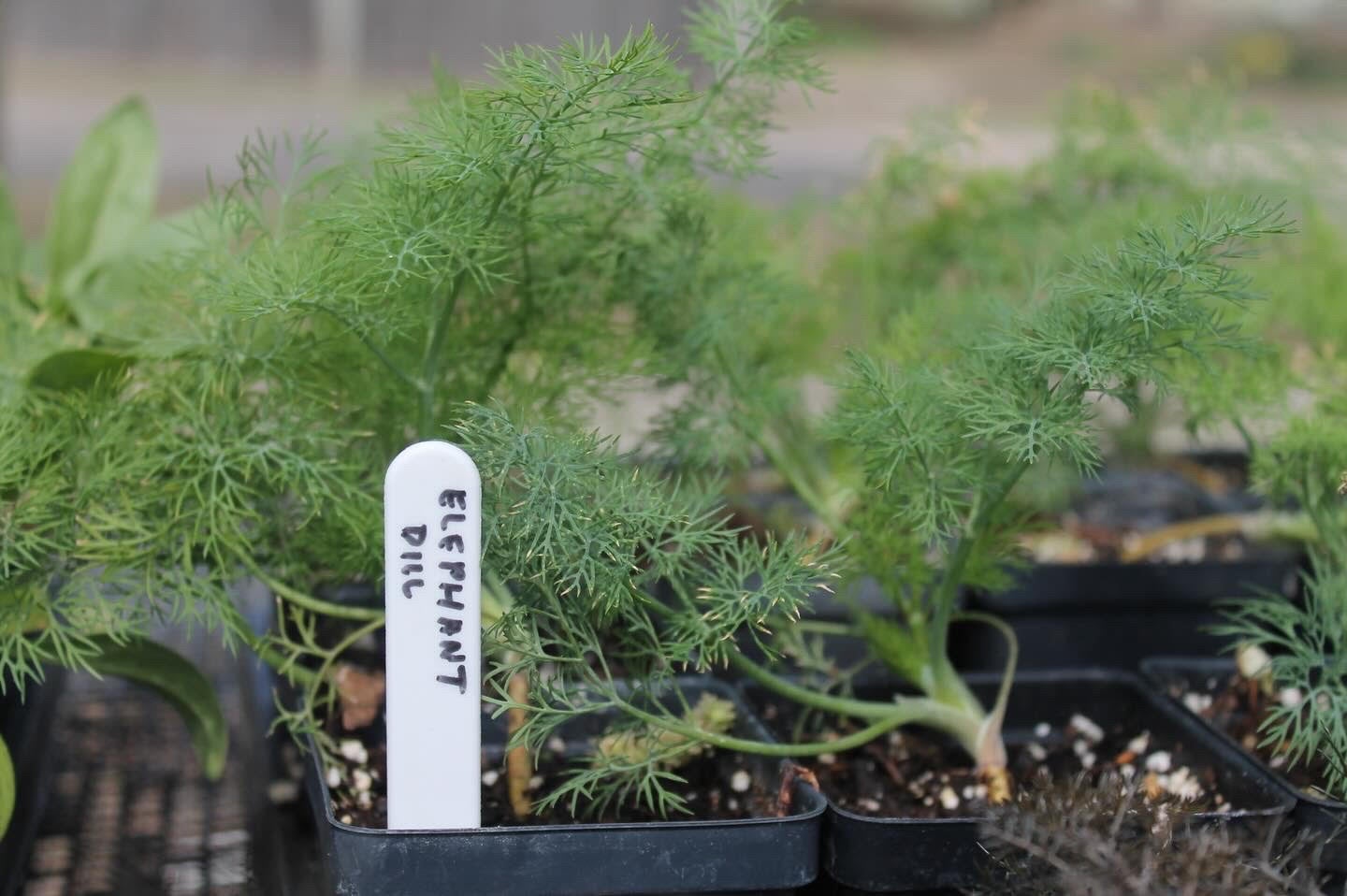 Dill, Elephant Painted Flower Farm